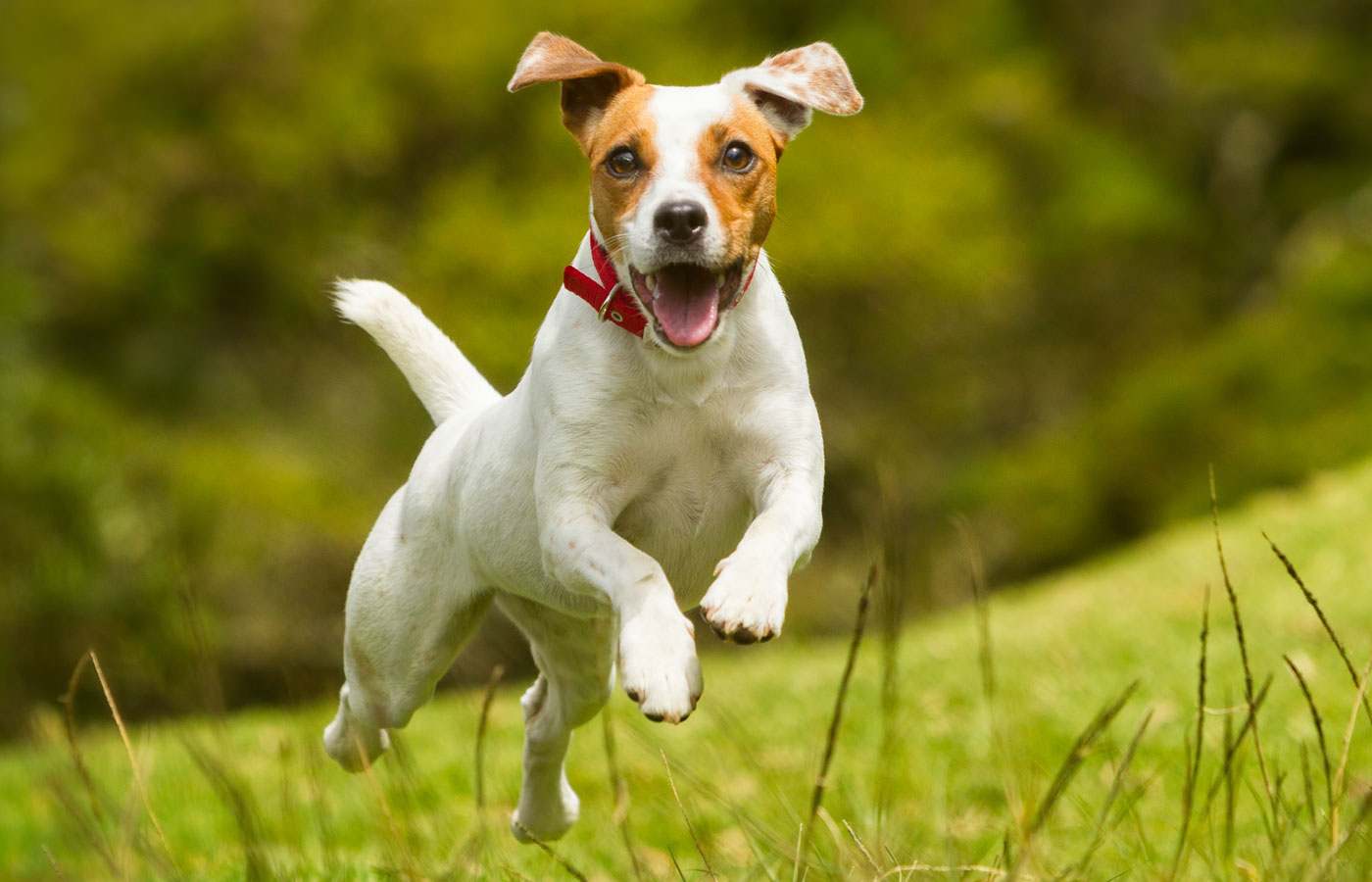 Jack Russel Parson Dog Run Toward The Camera Low Angle High Speed Shot