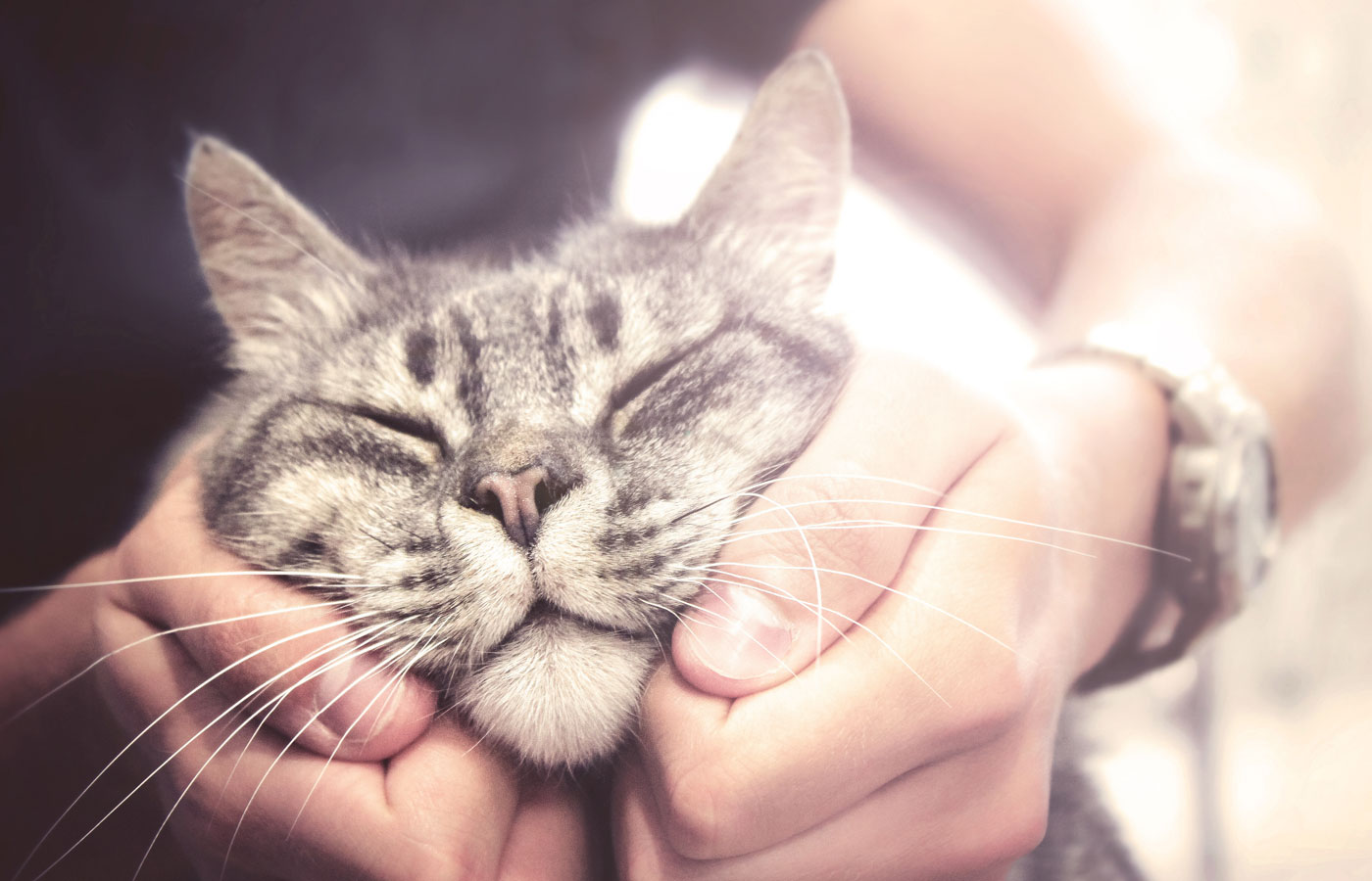 lovely cat in human hands, vintage effect love for the animals