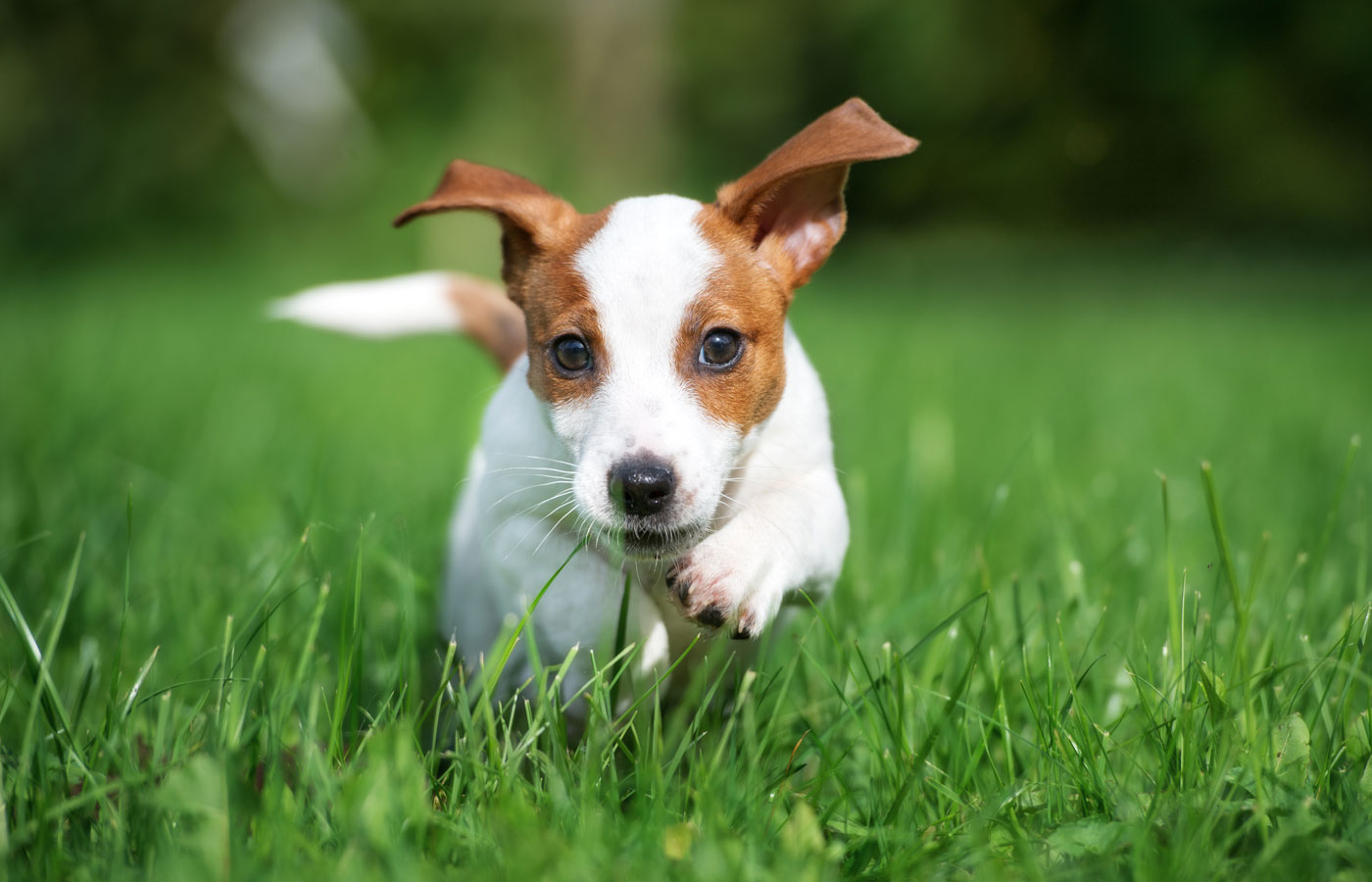 happy puppy running outdoors