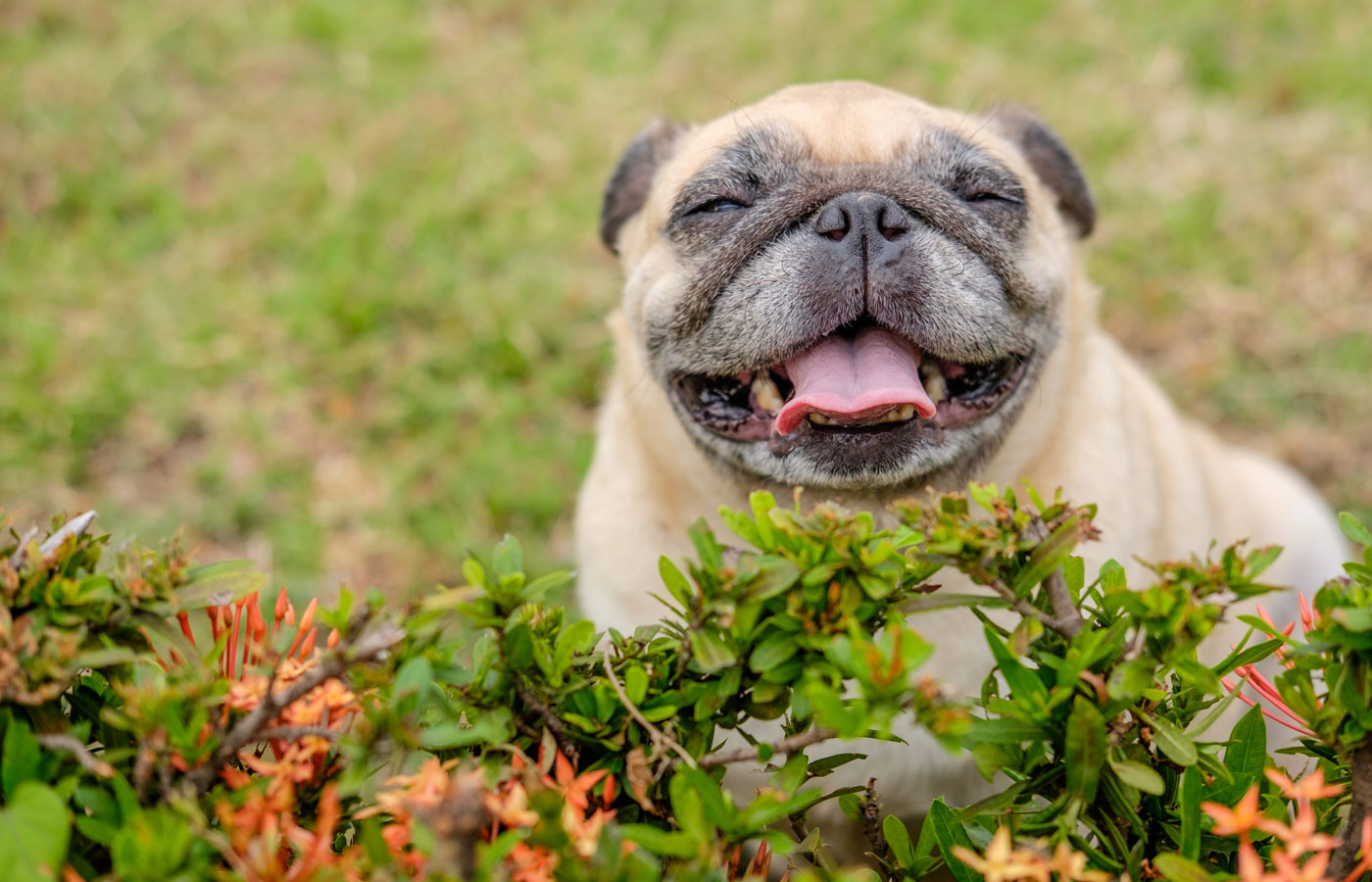 happy pug dog sitting behind shrub