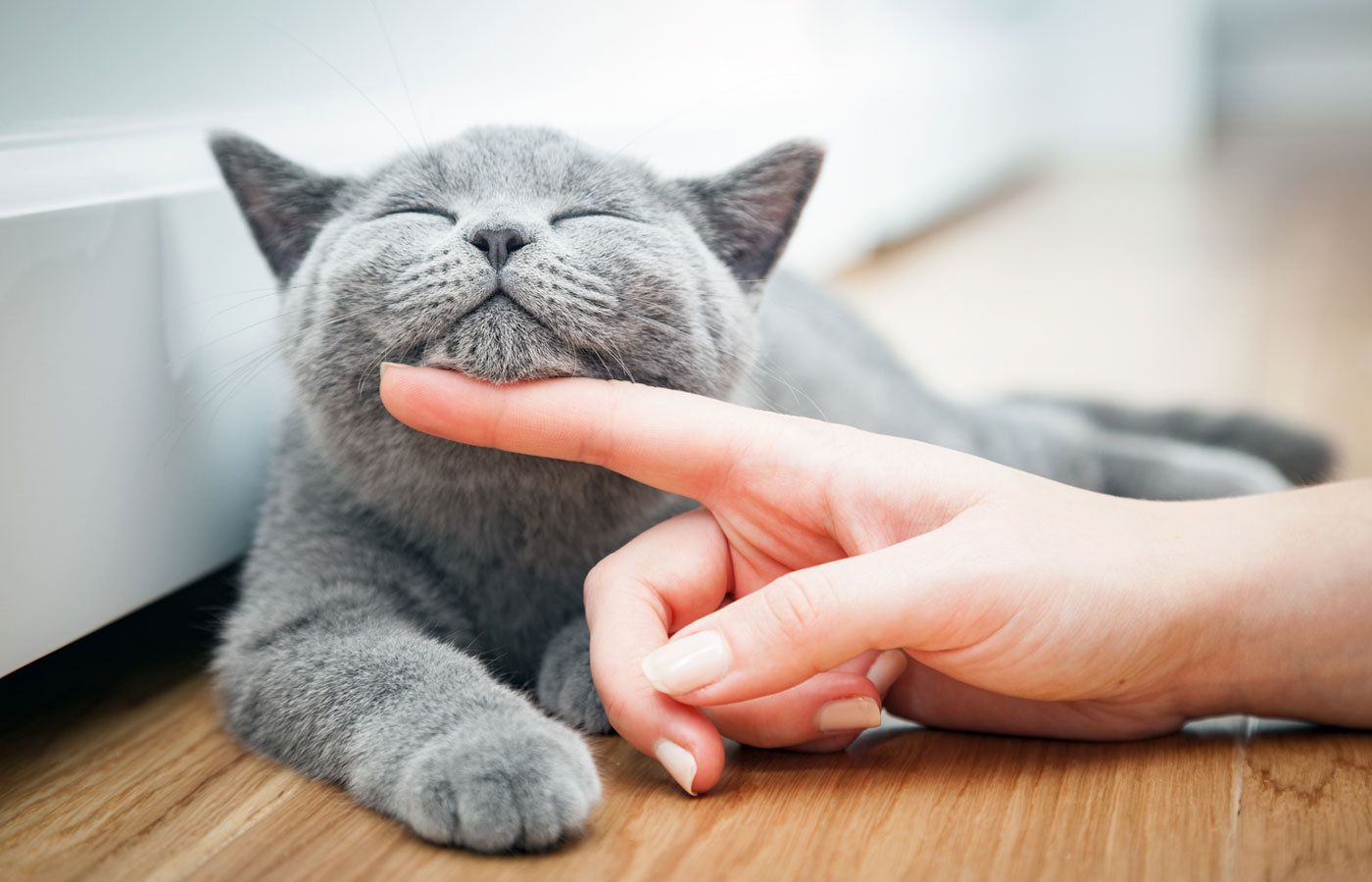 Happy kitten likes being stroked by woman's hand.